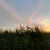 maylaauros