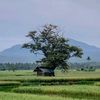 dian_00355