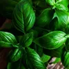 itisbasilnotbasil