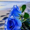 __user__0101