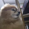 rafinhaa_goat10