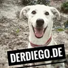 derdiego.de