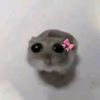 scubaboogie