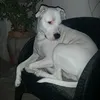 miperrothor.22
