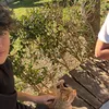 luke_fdm
