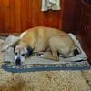 mypepito