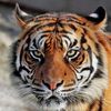 tigercats_