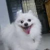 nguyenminhhoang245