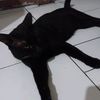 satri949