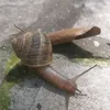 viauzzo