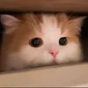 leo_ouo_leo