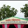 tuanbongbia