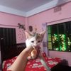 nusratmaya21