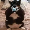 stepsisgabixoxo