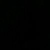 apis290808