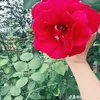 bella_pham22