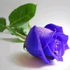 luanthanh616