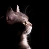 tat_kat_