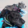 blesseddogmom4