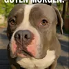 aace.doglife