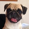 moalapug