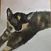 shiningcats