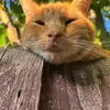 freddieorangecat