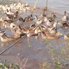 traikiengiang68_