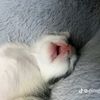 febbywahyono