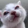mysweetmochiku