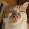 ginger.catfan