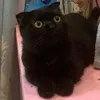 mewmewyeu