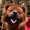 cardamon_thechow