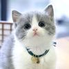 cute.cat1001