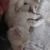 patitasarg
