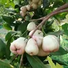 hoanglan3415