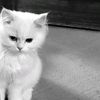 zykat19