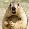 boymarmota_312