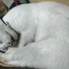 akubapakmunak2