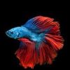 animals.are.dope