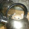 kiciacicia170
