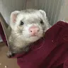 toru.ponta