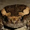 bembelimiko