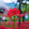 rose_black_1990