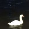 .gccr