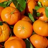 orangesssssssssssssssss