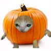 _i_am_cucurbita_pepo