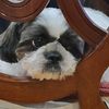 benodog088