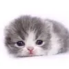 yungjeandoer