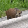 majorpetr0v0